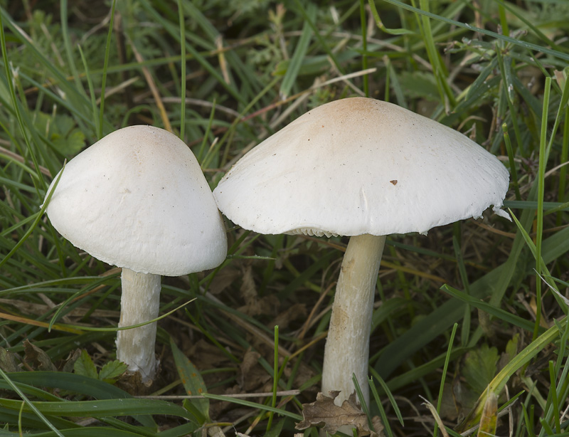 Lepiota erminea